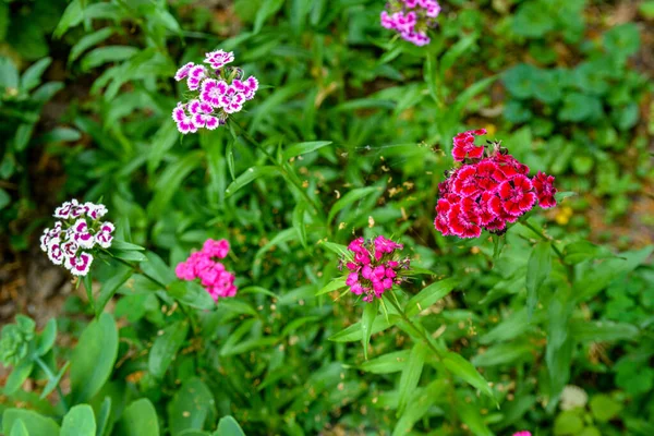 Красивая Dianthus Цветок Бабочки Тайском Вызова Сад Утро Избирательного Внимания — стоковое фото