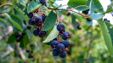 Shadbush servviceberry 'nin mor meyveleri. Amelanchier lamarckii 'den Berry' nin yakın çekimi, aynı zamanda Juneberry, Serviceberry veya Shadbush olarak da bilinir, baharda çiçek açar.