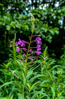 Çiçekli ivan çayında söğüt bitkisi pembe yakut çiçekleri (Epilobiyum veya Chamerion angustifolium). Çiçekli söğüt çiçeği ya da çiçek salgısı. Söğüt bitkisinden ya da Epilobiyumdan yapılmış şifalı bitki çayı.