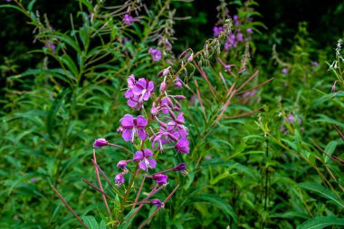 Willow herb pink Epilobium flowers of fireweed (Epilobium or Chamerion angustifolium) in bloom ivan tea. Flowering willow herb or blooming sally.Wild medicinal herbal tea of willow plant or Epilobium