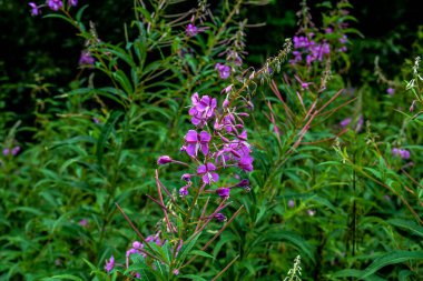 Çiçekli ivan çayında söğüt bitkisi pembe yakut çiçekleri (Epilobiyum veya Chamerion angustifolium). Çiçekli söğüt çiçeği ya da çiçek salgısı. Söğüt bitkisinden ya da Epilobiyumdan yapılmış şifalı bitki çayı.