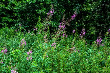 Çiçekli ivan çayında söğüt bitkisi pembe yakut çiçekleri (Epilobiyum veya Chamerion angustifolium). Çiçekli söğüt çiçeği ya da çiçek salgısı. Söğüt bitkisinden ya da Epilobiyumdan yapılmış şifalı bitki çayı.