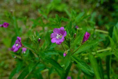 Şifalı bitkisel Epilobium parviflorum, yaygın olarak kır yaban domuzu ya da çiçek kıllı willowhere olarak bilinir. Bu bitkinin özleri geleneksel ilaçlar tarafından kullanılmıştır. İltihap önleyici etki.