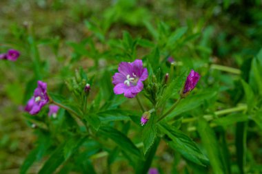 Medicinal herb Epilobium parviflorum, commonly known as the hoary willowherb or smallflower hairy willowherb.Extracts of this plant have been used by traditional medicine. Antiinflammatory effect. clipart