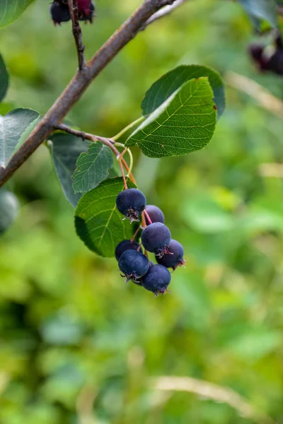 Lila Gyümölcsök Árnybokorban Fekete Áfonya Közelkép Berry Amelanchier Lamarckii Más — Stock Fotó