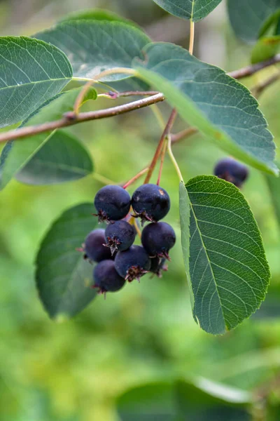 Purple fruits of shadbush serviceberry. closeup of Berry from the Amelanchier lamarckii, also called juneberry, serviceberry or shadbush, blooming in spring