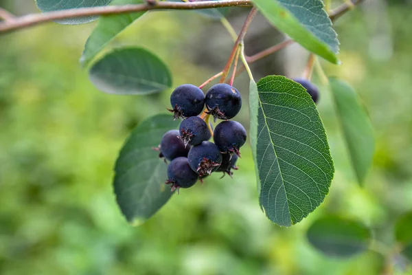 Purple fruits of shadbush serviceberry. closeup of Berry from the Amelanchier lamarckii, also called juneberry, serviceberry or shadbush, blooming in spring