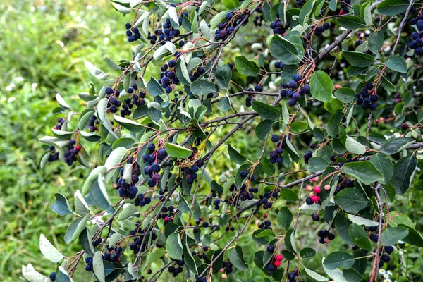 Μωβ Φρούτα Από Βατόμουρο Κοντινό Πλάνο Του Berry Από Amelanchier — Φωτογραφία Αρχείου