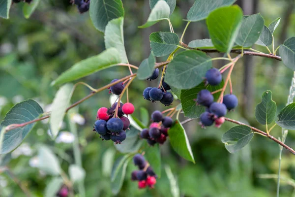 Purple fruits of shadbush serviceberry. closeup of Berry from the Amelanchier lamarckii, also called juneberry, serviceberry or shadbush, blooming in spring