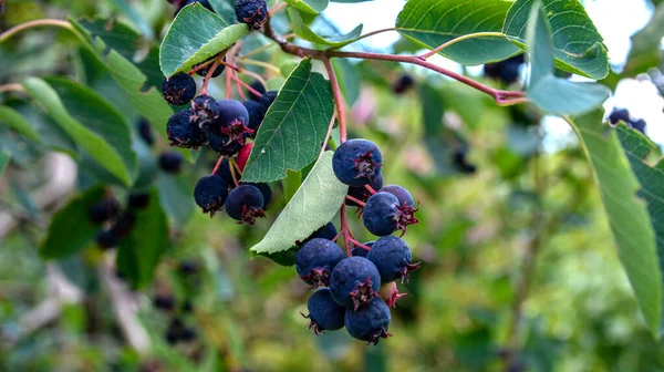 Purple fruits of shadbush serviceberry. closeup of Berry from the Amelanchier lamarckii, also called juneberry, serviceberry or shadbush, blooming in spring