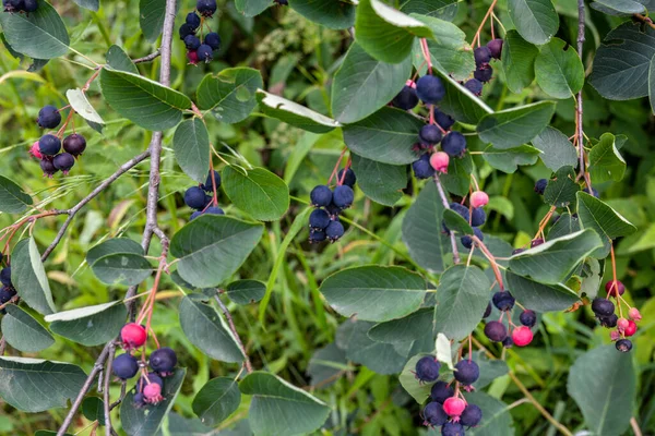 Purple fruits of shadbush serviceberry. closeup of Berry from the Amelanchier lamarckii, also called juneberry, serviceberry or shadbush, blooming in spring