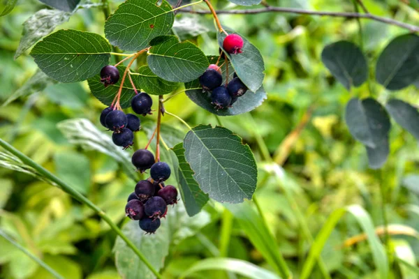 Purple Fruits Shadbush Serviceberry Closeup Berry Amelanchier Lamarckii Also Called — Stock Photo, Image