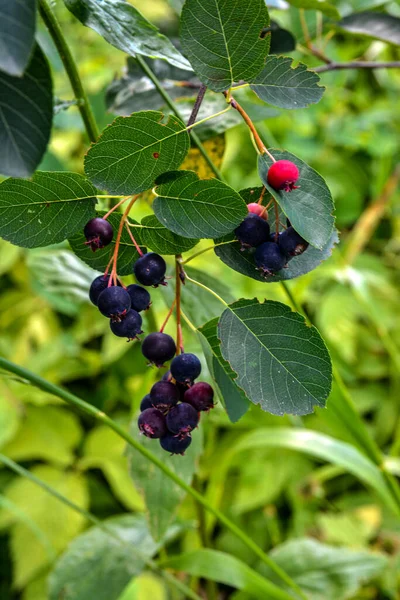 열매의 보라색 과일입니다 Closeup Berry Amelanchier Lamarckii Also Called Juneberry — 스톡 사진