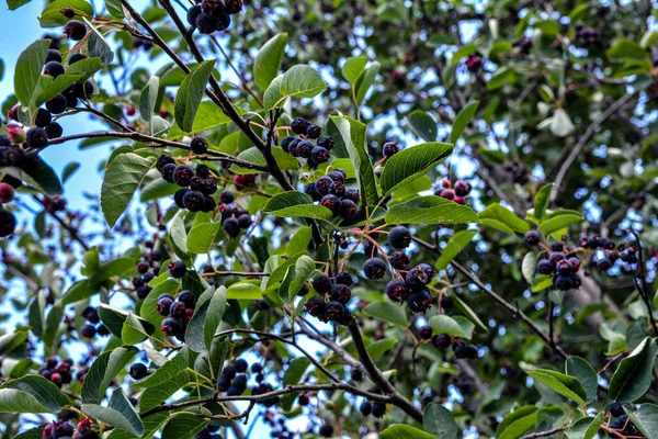 Fioletowy Owoc Cienisty Serviceberry Zbliżenie Jagód Amelanchier Lamarckii Zwanych Również — Zdjęcie stockowe