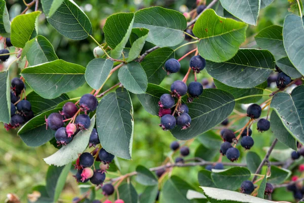 Purple fruits of shadbush serviceberry. closeup of Berry from the Amelanchier lamarckii, also called juneberry, serviceberry or shadbush, blooming in spring