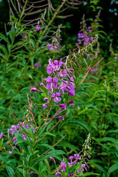 Willow Gyógynövény Rózsaszín Epilóbium Virágok Tűzfű Epilóbium Vagy Chamerion Angustifolium — Stock Fotó