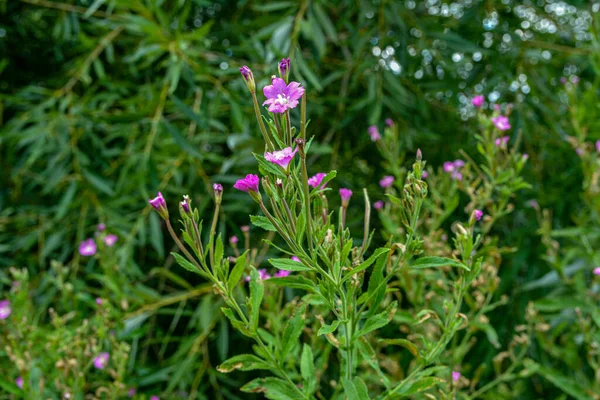 Medicinal Herb Epilobium Parviflorum Commonly Known Hoary Willowherb Smallflower Hairy — Stock Photo, Image