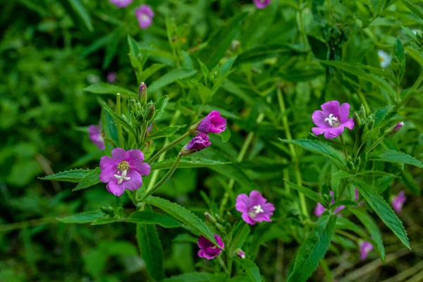 Gyógynövény Epilóbium Parviflorum Közismert Nevén Hoary Willowherb Vagy Kis Virág — Stock Fotó