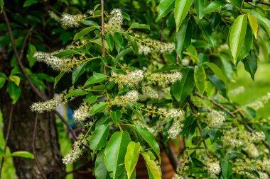 Prunus serotina 'nın çiçek açan beyaz çiçeklerine yakın, kara kiraz, yabani kiraz, romlu vişne veya dağ siyah kirazı olarak bilinir..