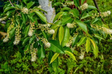 Prunus serotina 'nın çiçek açan beyaz çiçeklerine yakın, kara kiraz, yabani kiraz, romlu vişne veya dağ siyah kirazı olarak bilinir..