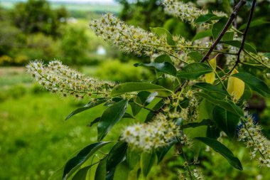 Prunus serotina 'nın çiçek açan beyaz çiçeklerine yakın, kara kiraz, yabani kiraz, romlu vişne veya dağ siyah kirazı olarak bilinir..