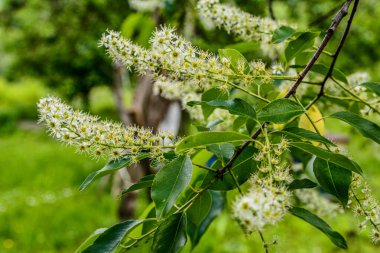 Prunus serotina 'nın çiçek açan beyaz çiçeklerine yakın, kara kiraz, yabani kiraz, romlu vişne veya dağ siyah kirazı olarak bilinir..