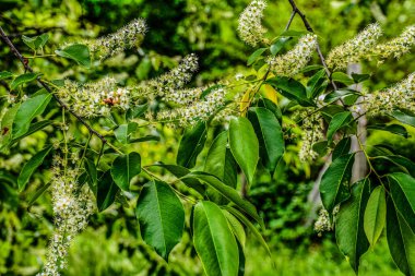 Prunus serotina 'nın çiçek açan beyaz çiçeklerine yakın, kara kiraz, yabani kiraz, romlu vişne veya dağ siyah kirazı olarak bilinir..