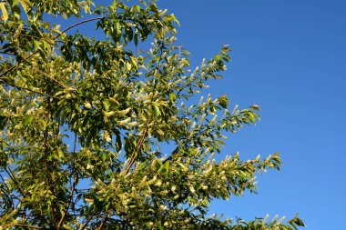 Prunus serotina 'nın çiçek açan beyaz çiçeklerine yakın, kara kiraz, yabani kiraz, romlu vişne veya dağ siyah kirazı olarak bilinir..
