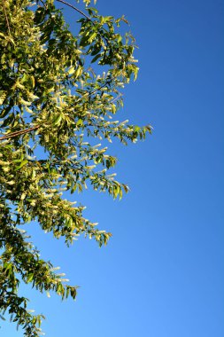 Prunus serotina 'nın çiçek açan beyaz çiçeklerine yakın, kara kiraz, yabani kiraz, romlu vişne veya dağ siyah kirazı olarak bilinir..