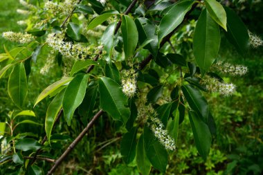 Prunus serotina 'nın çiçek açan beyaz çiçeklerine yakın, kara kiraz, yabani kiraz, romlu vişne veya dağ siyah kirazı olarak bilinir..