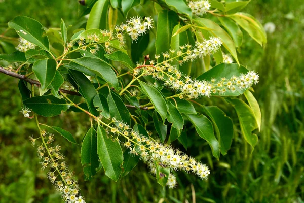 Zbliżenie Kwitnących Białych Kwiatów Serotiny Prunus Znany Jako Czereśnia Dzika — Zdjęcie stockowe