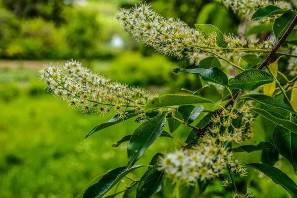 Prunus serotina 'nın çiçek açan beyaz çiçeklerine yakın, kara kiraz, yabani kiraz, romlu vişne veya dağ siyah kirazı olarak bilinir..