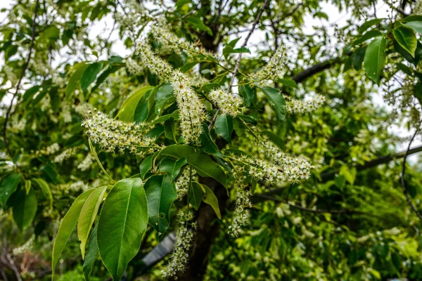 Prunus serotina 'nın çiçek açan beyaz çiçeklerine yakın, kara kiraz, yabani kiraz, romlu vişne veya dağ siyah kirazı olarak bilinir..