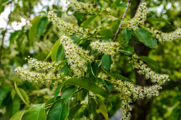 Prunus serotina 'nın çiçek açan beyaz çiçeklerine yakın, kara kiraz, yabani kiraz, romlu vişne veya dağ siyah kirazı olarak bilinir..