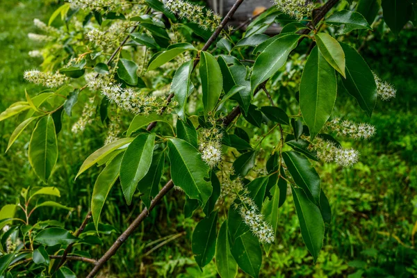 Close Blooming White Flowers Prunus Serotina Known Black Cherry Wild — Stock Photo, Image