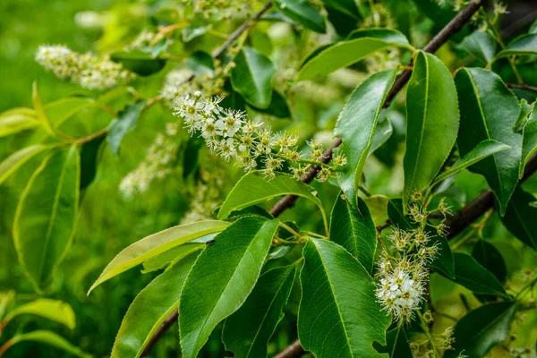 Prunus serotina 'nın çiçek açan beyaz çiçeklerine yakın, kara kiraz, yabani kiraz, romlu vişne veya dağ siyah kirazı olarak bilinir..