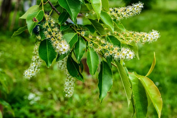 Prunus serotina 'nın çiçek açan beyaz çiçeklerine yakın, kara kiraz, yabani kiraz, romlu vişne veya dağ siyah kirazı olarak bilinir..