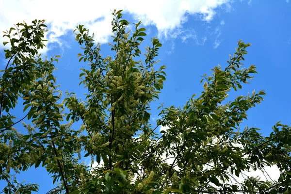 Gros Plan Sur Les Fleurs Blanches Florissantes Prunus Serotina Connue — Photo