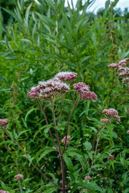 Pembe Eupatorium cannabinum, çiçek içinde kenevir tarımı olarak da bilinir. Kenevir tarımının yabani pembe çiçekleri. Eupatorium cannabinum bitkisi çiçek açtı.