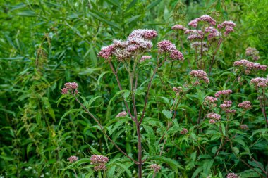Pembe Eupatorium cannabinum, çiçek içinde kenevir tarımı olarak da bilinir. Kenevir tarımının yabani pembe çiçekleri. Eupatorium cannabinum bitkisi çiçek açtı.