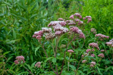 Pembe Eupatorium cannabinum, çiçek içinde kenevir tarımı olarak da bilinir. Kenevir tarımının yabani pembe çiçekleri. Eupatorium cannabinum bitkisi çiçek açtı.