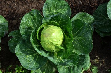 Beyaz lahana (Brassica oleracea var. Kapitata) bahçede yetişir. Seçici odaklanma. Organik sebze hasadı konsepti, üst görünüm, yakın plan..