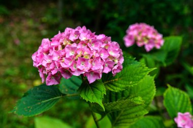 Ortanca çalıları pembe, leylak, mor ve mordur. İlkbahar ve yaz aylarında çiçek açıyor şehir sokak bahçesinde.