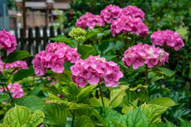 Ortanca çalıları pembe, leylak, mor ve mordur. İlkbahar ve yaz aylarında çiçek açıyor şehir sokak bahçesinde.