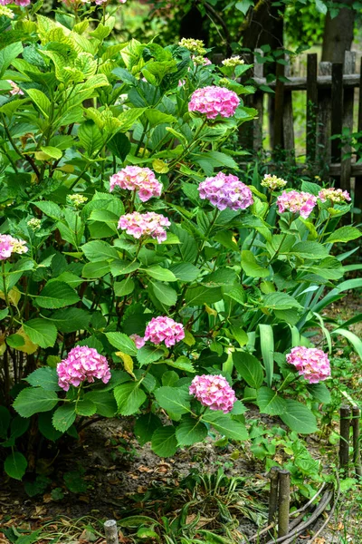 Кущі Гортензії Рожеві Бузкові Фіолетові Фіолетові Квіти Цвітуть Навесні Влітку — стокове фото