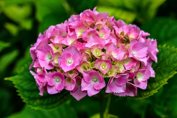 Bushes of hydrangea are pink, lilac, violet, purple. Flowers are blooming in spring and summer in town street garden.