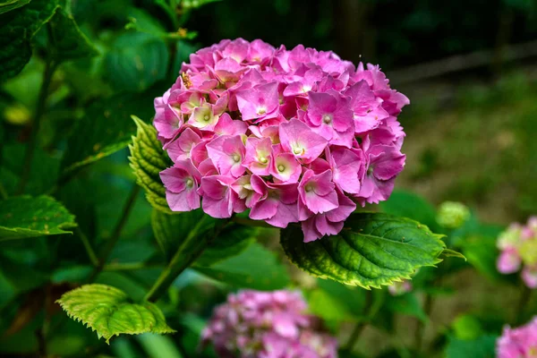 Бузины Гипсогеи Розовые Лиловые Фиолетовые Фиолетовые Весной Летом Цветут Цветы — стоковое фото