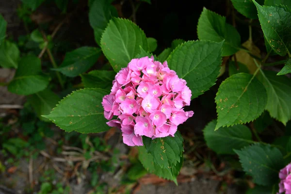 Arbustos Hortênsia São Rosa Lilás Violeta Roxo Flores Estão Florescendo — Fotografia de Stock