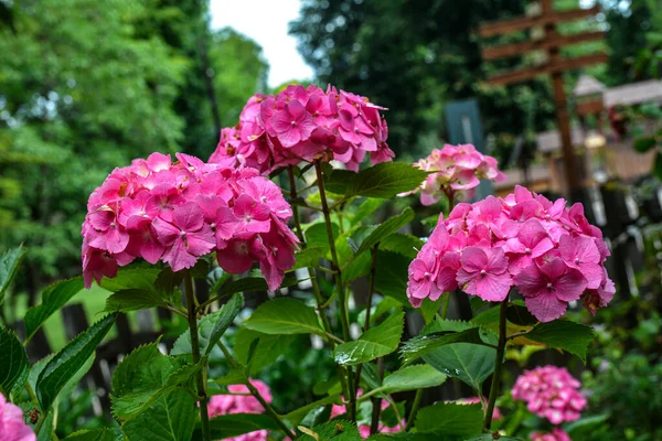 Bushes Hydrangea Pink Lilac Violet Purple Flowers Blooming Spring Summer — Foto Stock