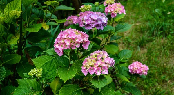 Bushes Hydrangea Pink Lilac Violet Purple Flowers Blooming Spring Summer — Photo